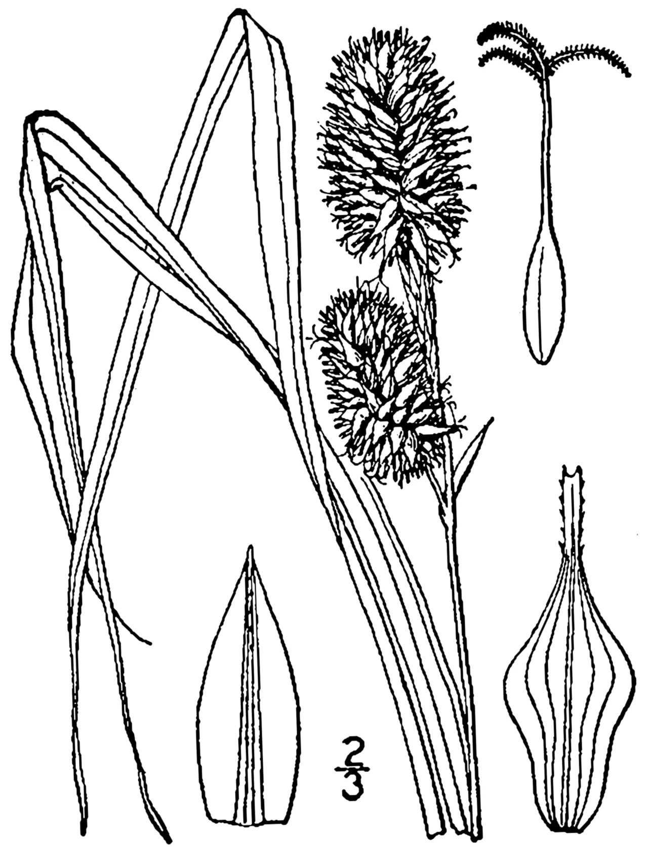 Squarrose Sedge