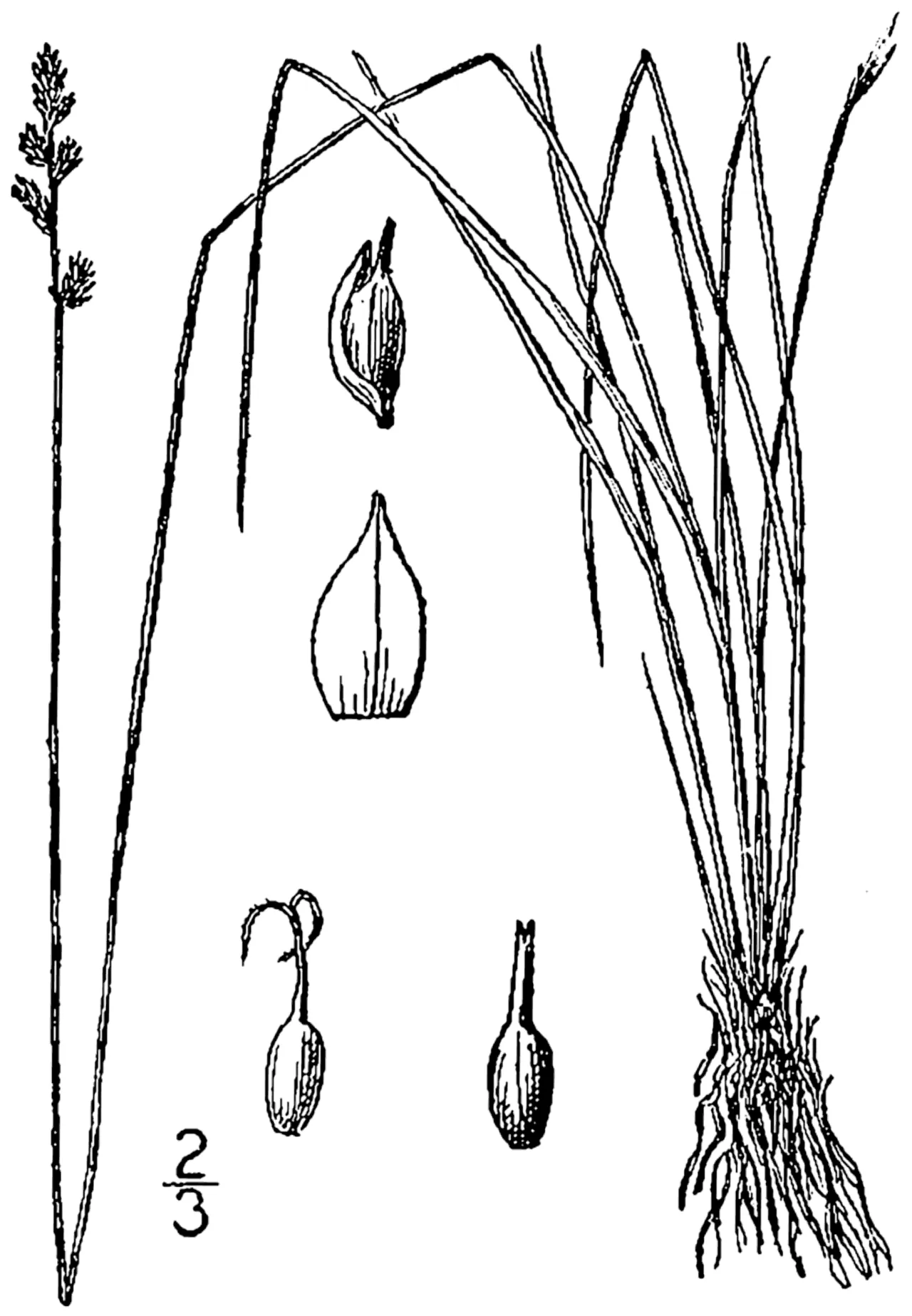 Dioecious Sedge — photo by Britton, N.L., and A. Brown. 1913. An illustrated flora of the northern Unite…