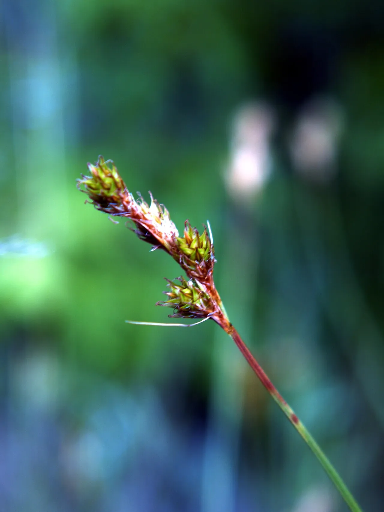 Awlfruit Sedge