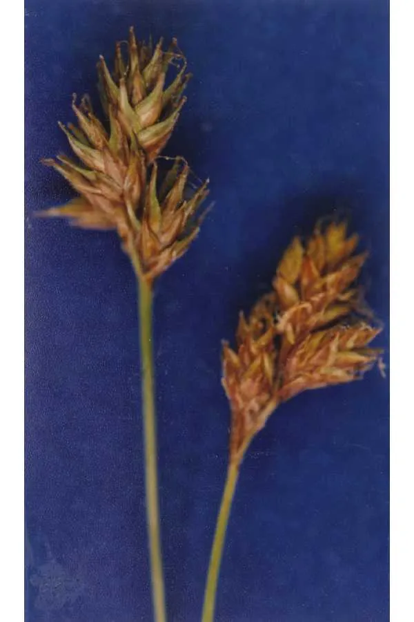 Shasta Sedge — photo by Hurd, E.G., N.L. Shaw, J. Mastrogiuseppe, L.C. Smithman, and S. Goodrich.