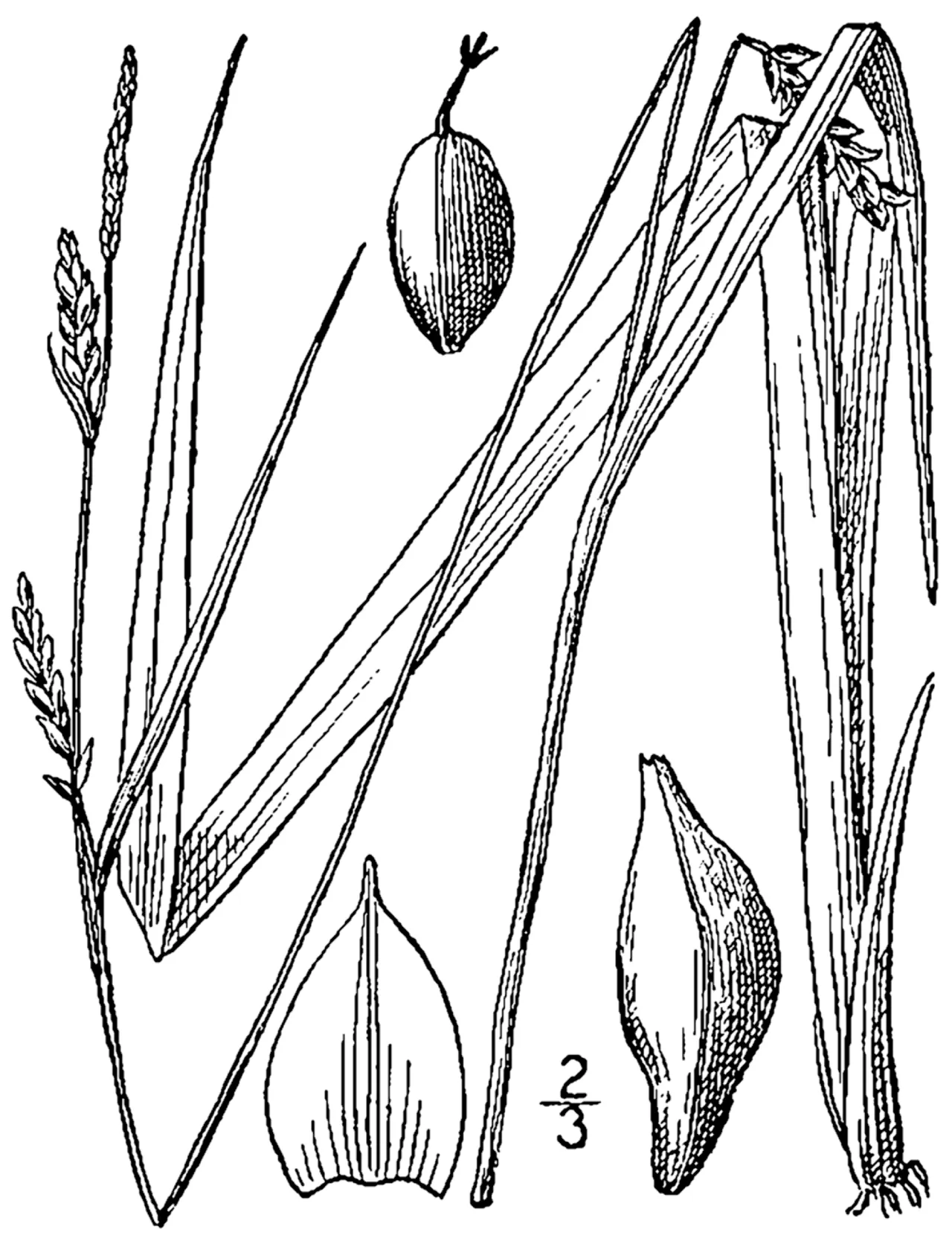 Lined Sedge — photo by Britton, N.L., and A. Brown. 1913. An illustrated flora of the northern Unite…