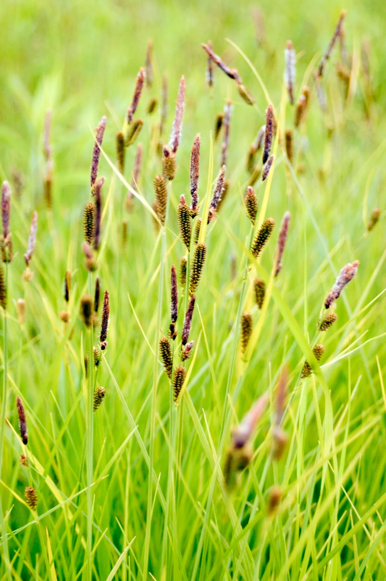 Upright Sedge — photo by gmayfield10