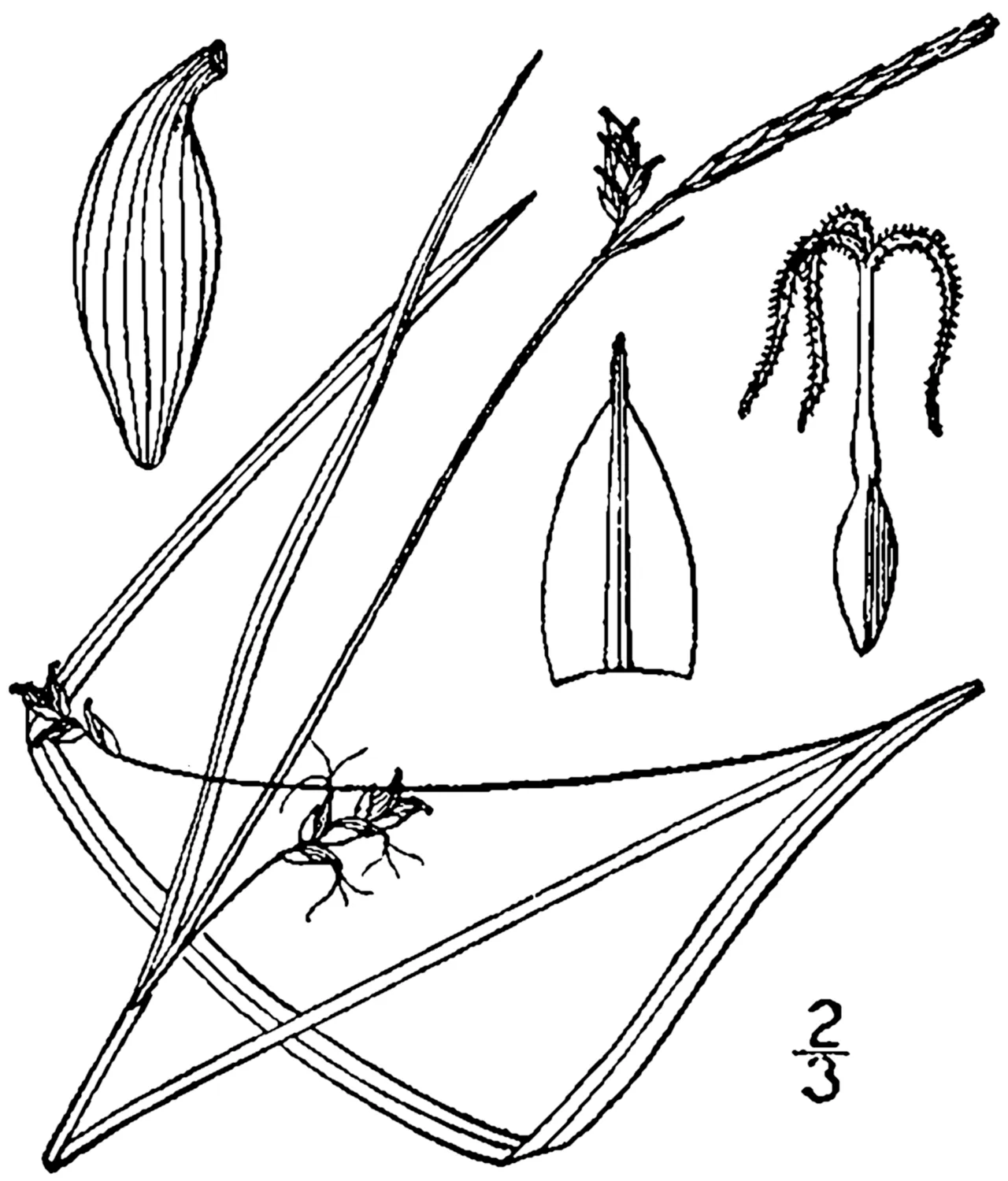 Bent Sedge — photo by Britton, N.L., and A. Brown. 1913. An illustrated flora of the northern Unite…