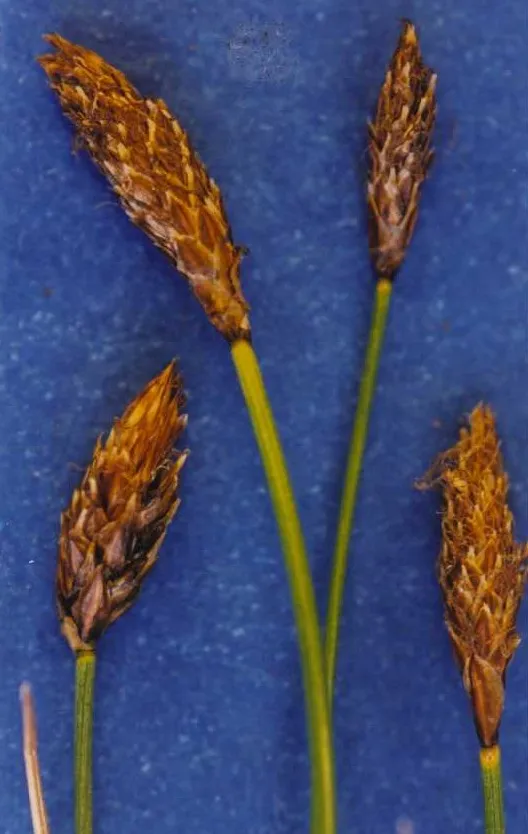 Nearlyblack Sedge — photo by Hurd, E.G., N.L. Shaw, J. Mastrogiuseppe, L.C. Smithman, and S. Goodrich.