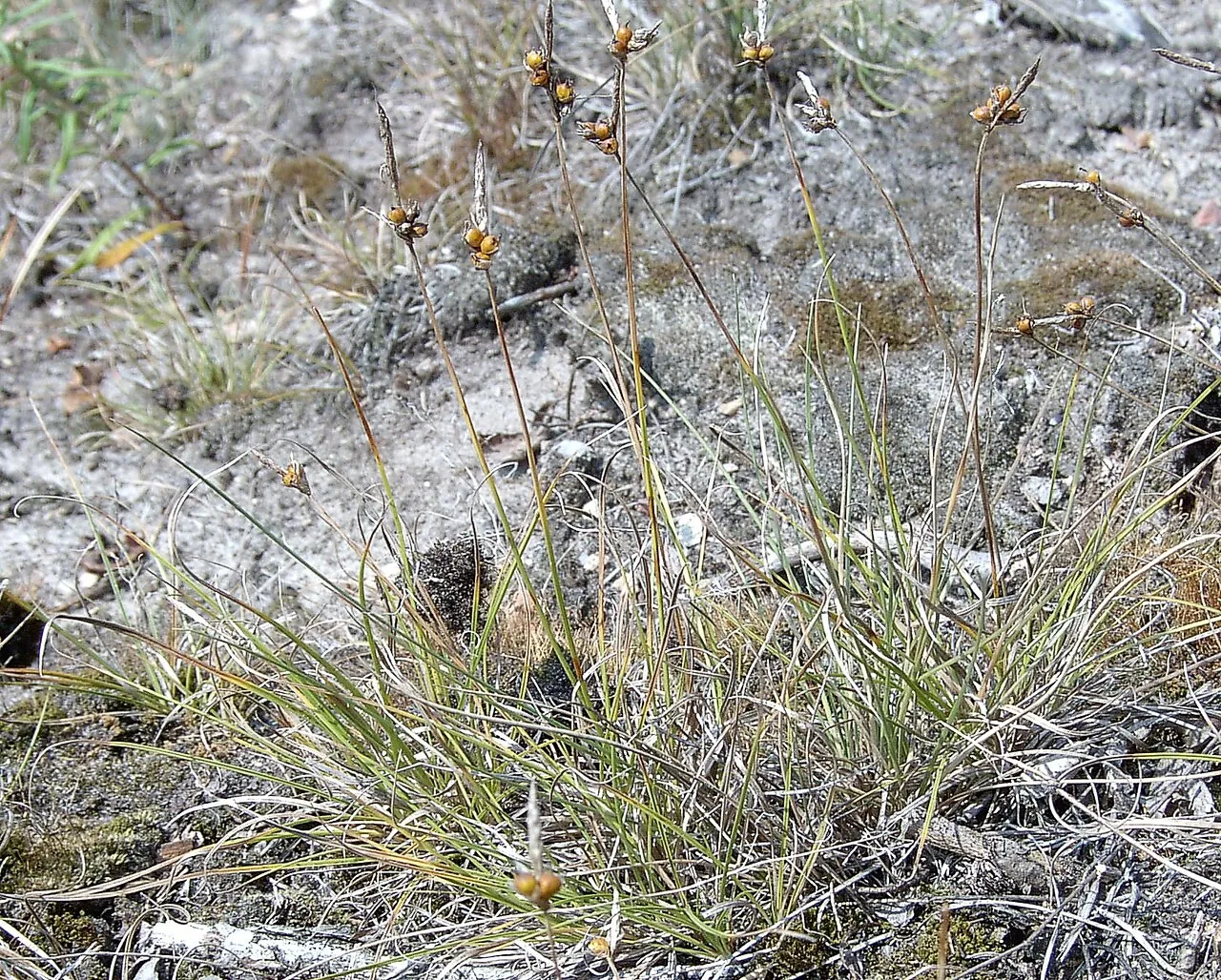 Weak Arctic Sedge — photo by Kenraiz