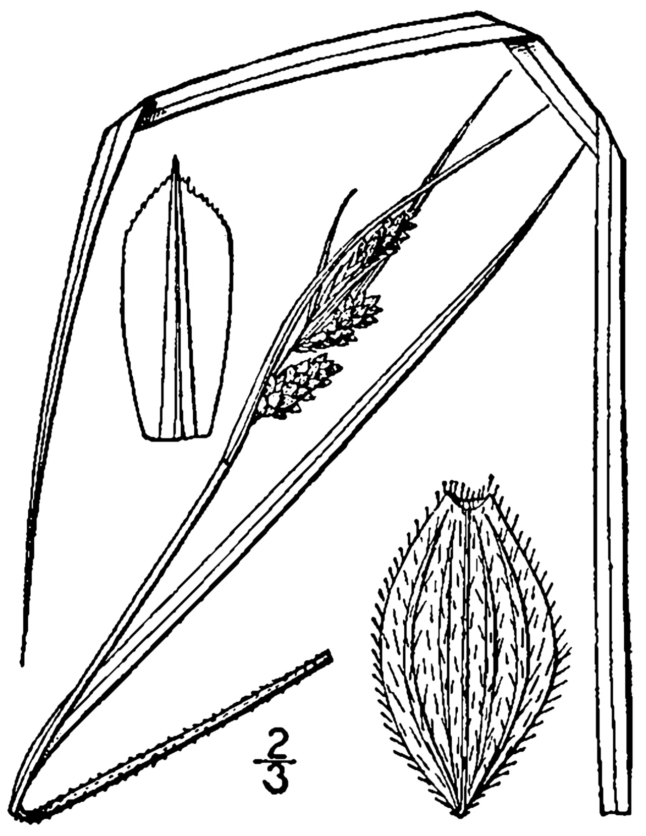 Swan's Sedge — photo by Britton, N.L., and A. Brown. 1913. An illustrated flora of the northern Unite…