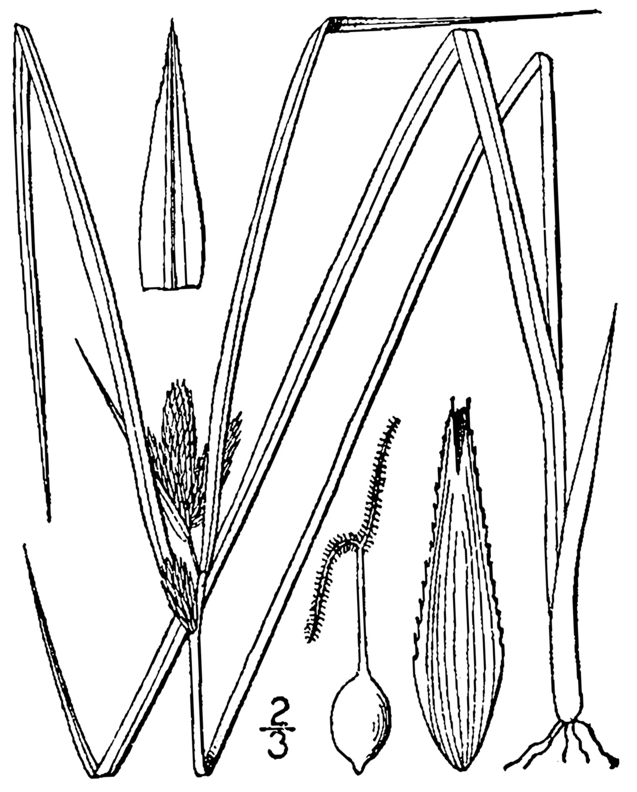 Manyhead Sedge — photo by Britton, N.L., and A. Brown. 1913. An illustrated flora of the northern Unite…