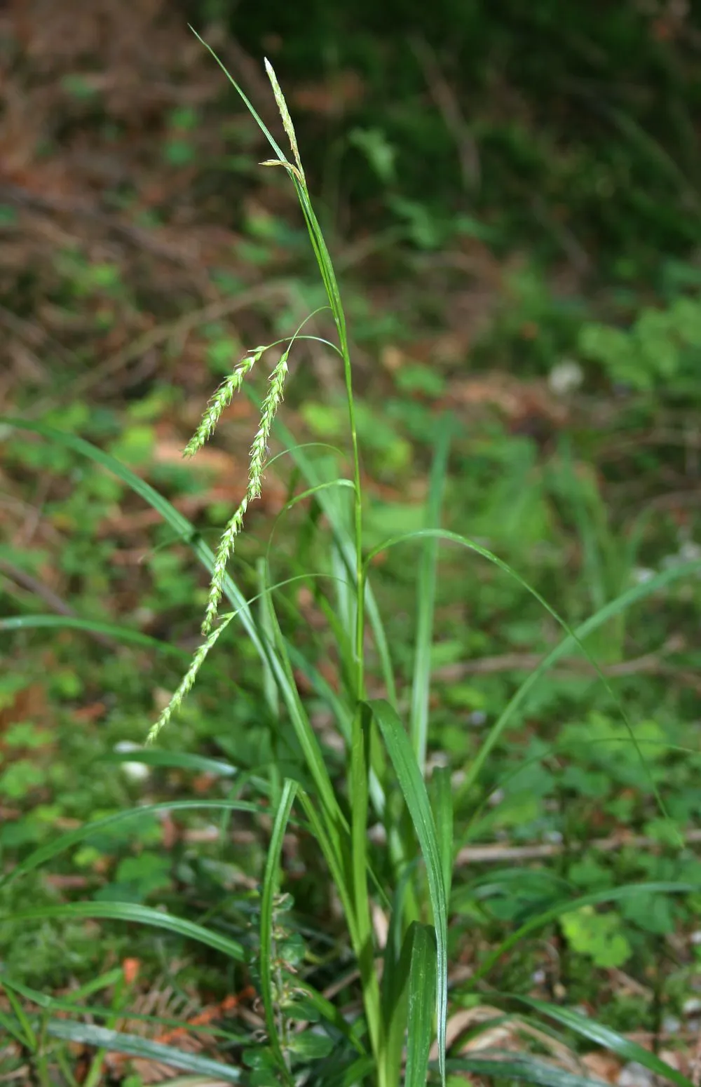 European Woodland Sedge — photo by Franz Xaver