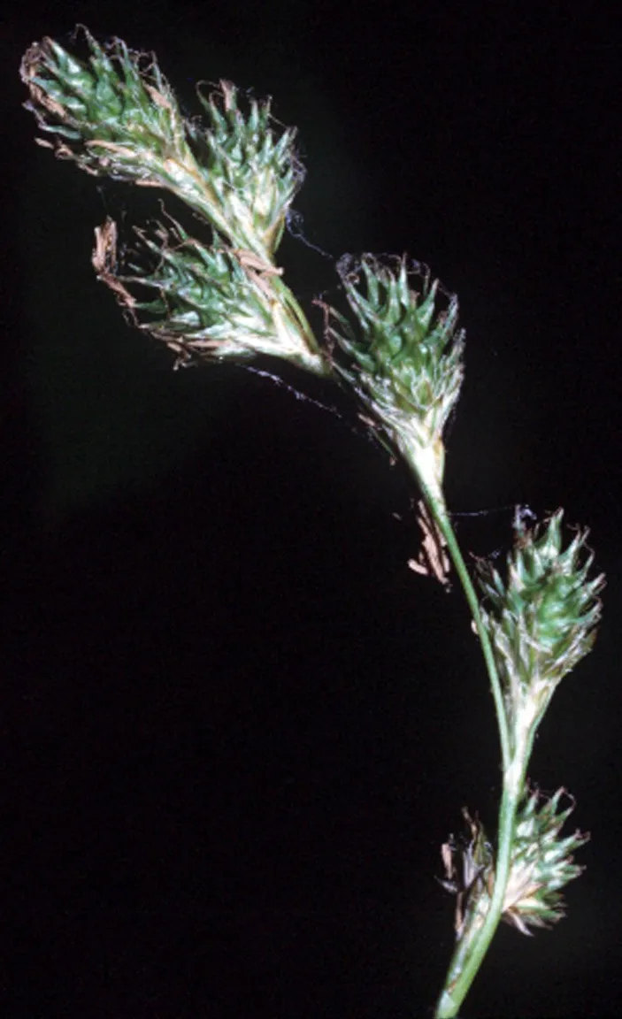 Quill Sedge
