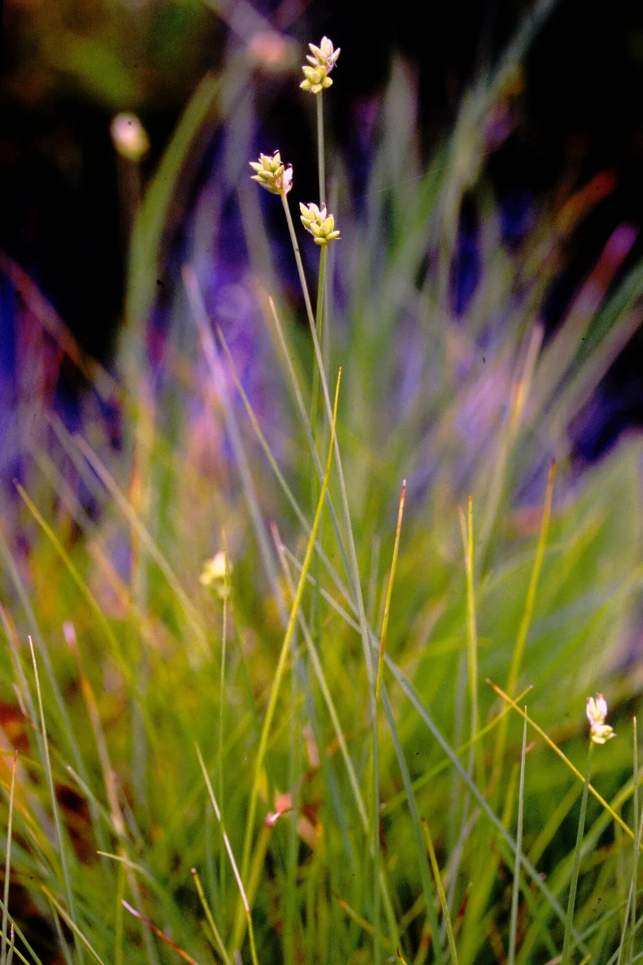 Sparseflower Sedge — photo by Allan Harris