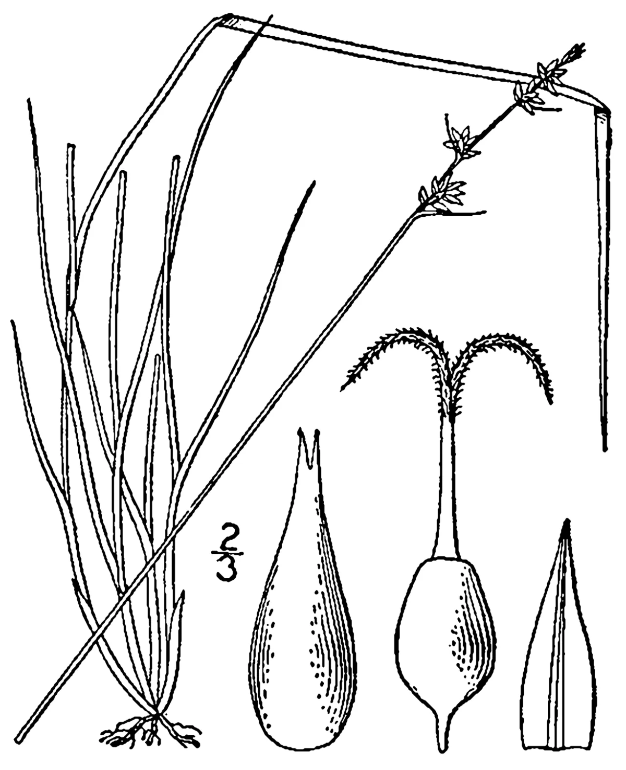 Texas Sedge — photo by Britton, N.L., and A. Brown. 1913. An illustrated flora of the northern Unite…
