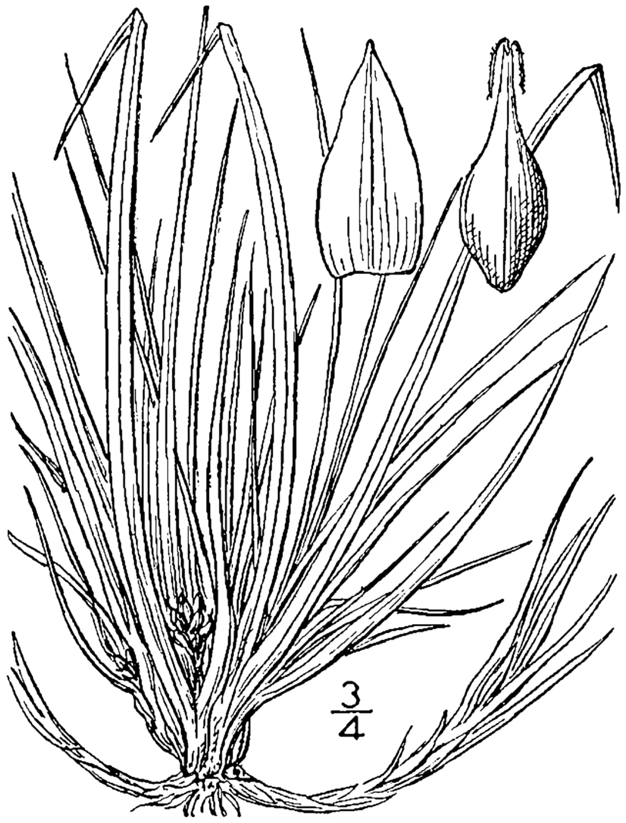 Shaved Sedge — photo by Britton, N.L., and A. Brown. 1913. An illustrated flora of the northern Unite…
