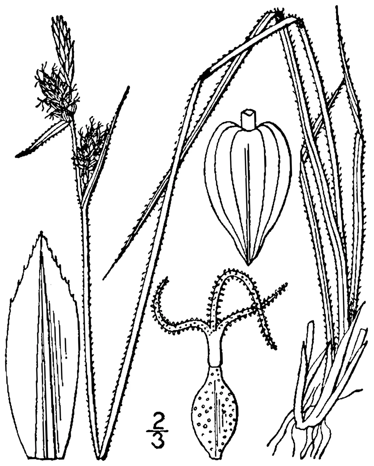 Torrey's Sedge — photo by Britton, N.L., and A. Brown. 1913. An illustrated flora of the northern Unite…