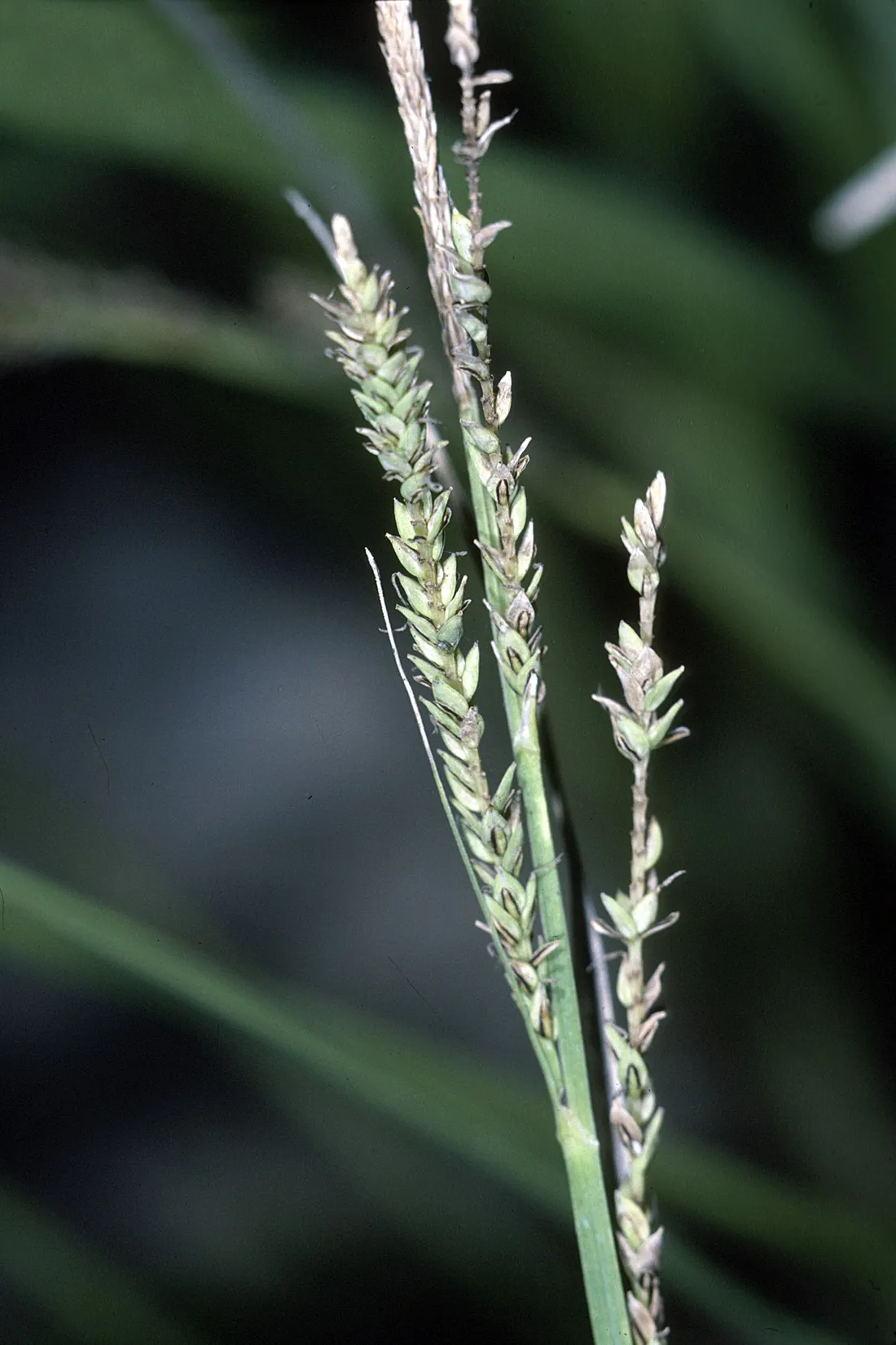 Twisted Sedge — photo by Robert H. Mohlenbrock. USDA NRCS. 1995. Northeast wetland flora: Field office…