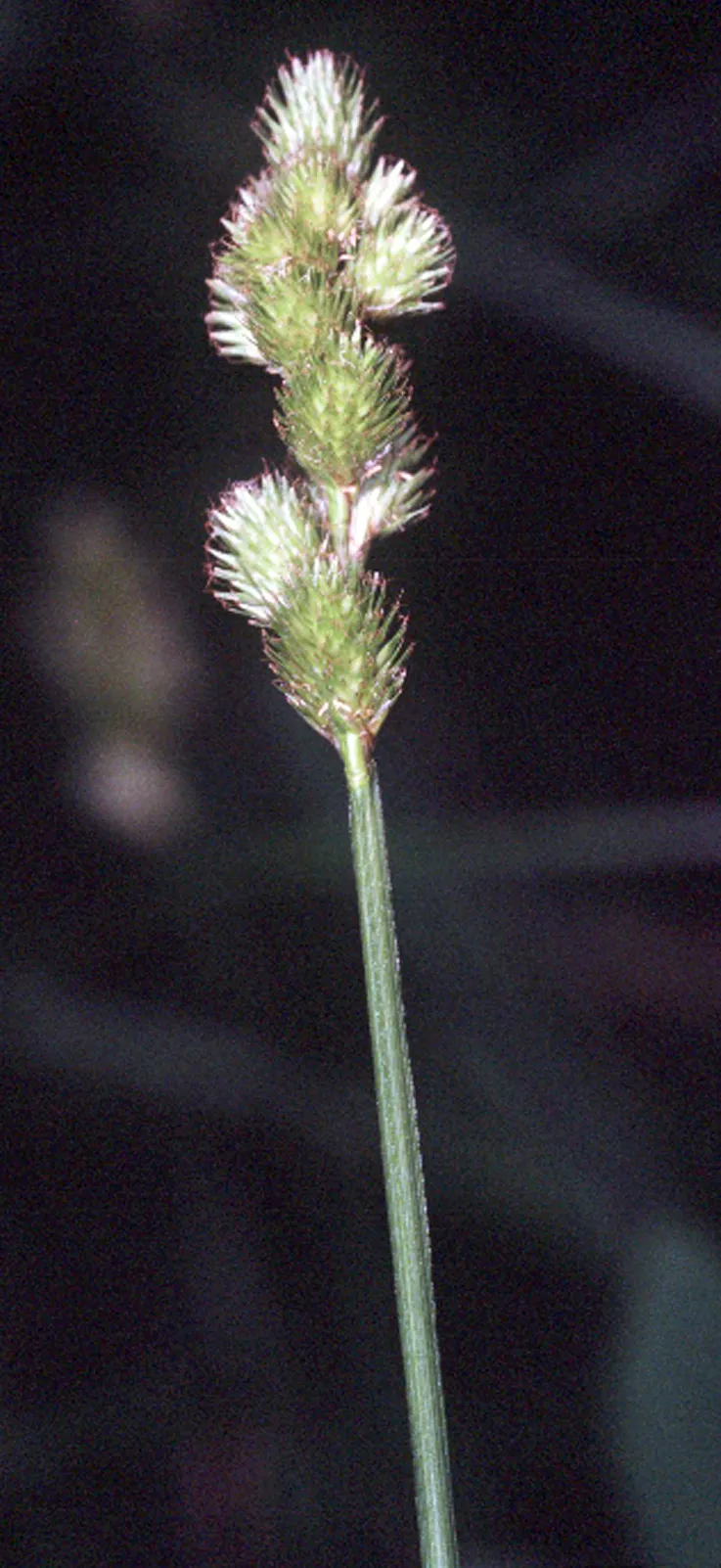 Blunt Broom Sedge — photo by Robert H. Mohlenbrock. USDA SCS. 1989. Midwest wetland flora: Field office il…
