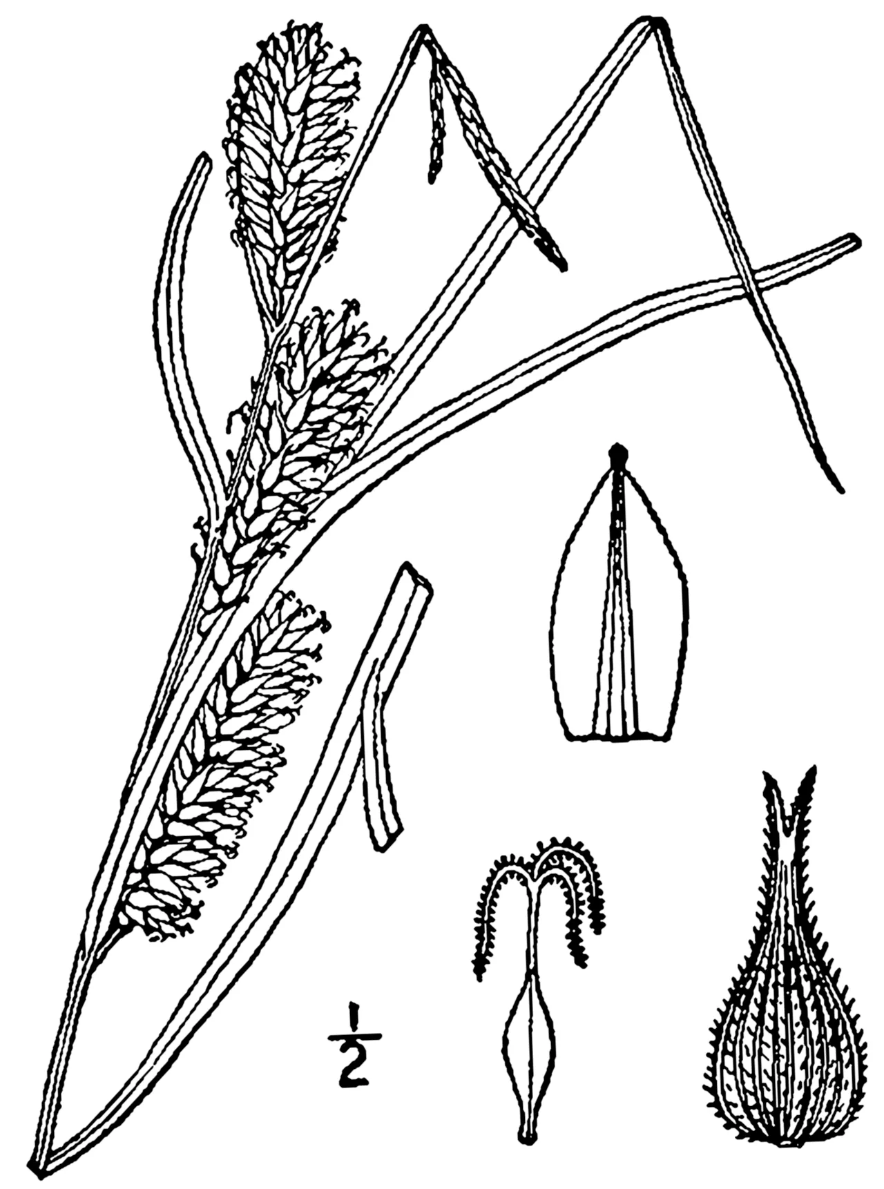 Hairyfruit Sedge — photo by Britton, N.L., and A. Brown. 1913. An illustrated flora of the northern Unite…