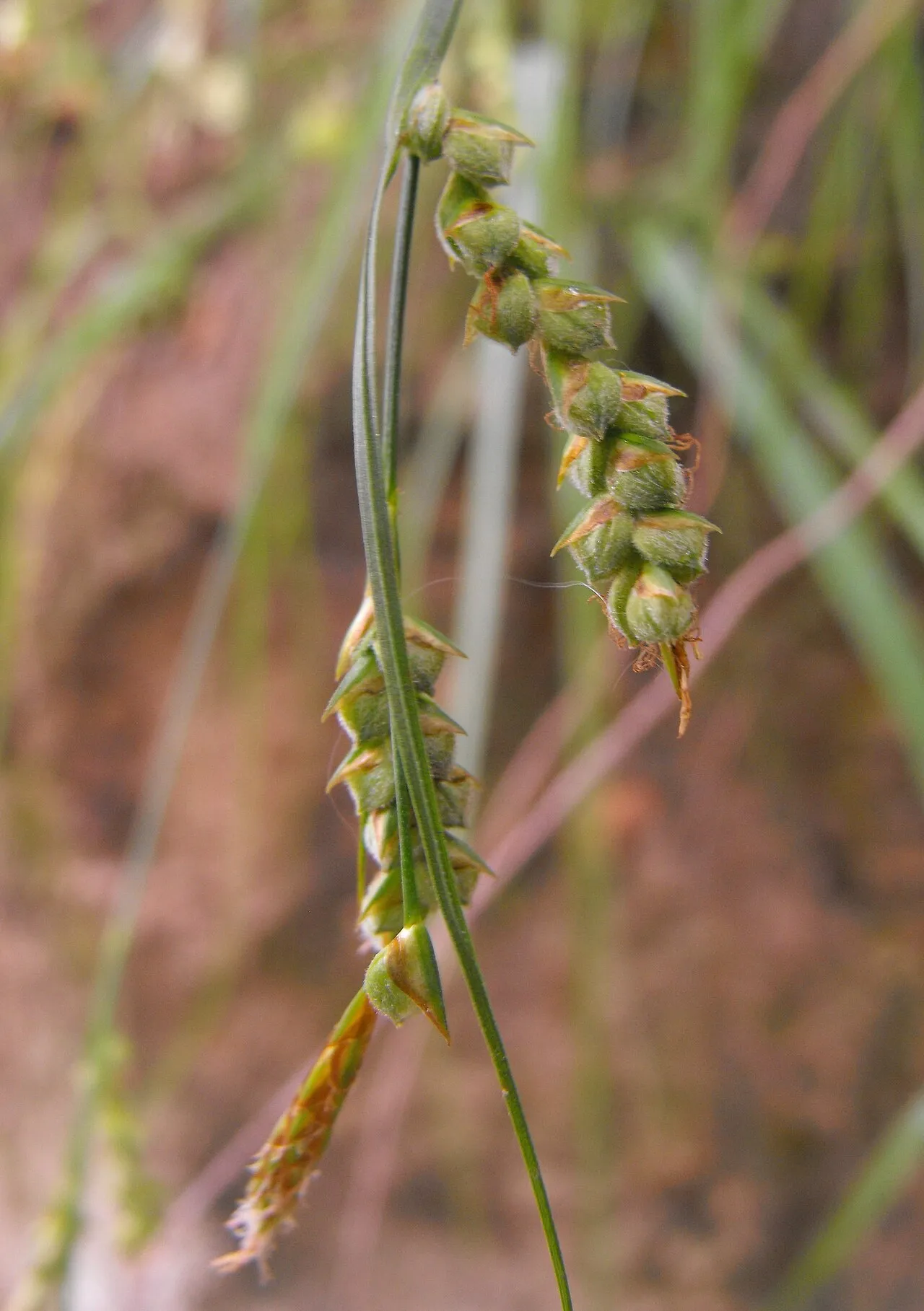 Triangularfruit Sedge — photo by Stickpen