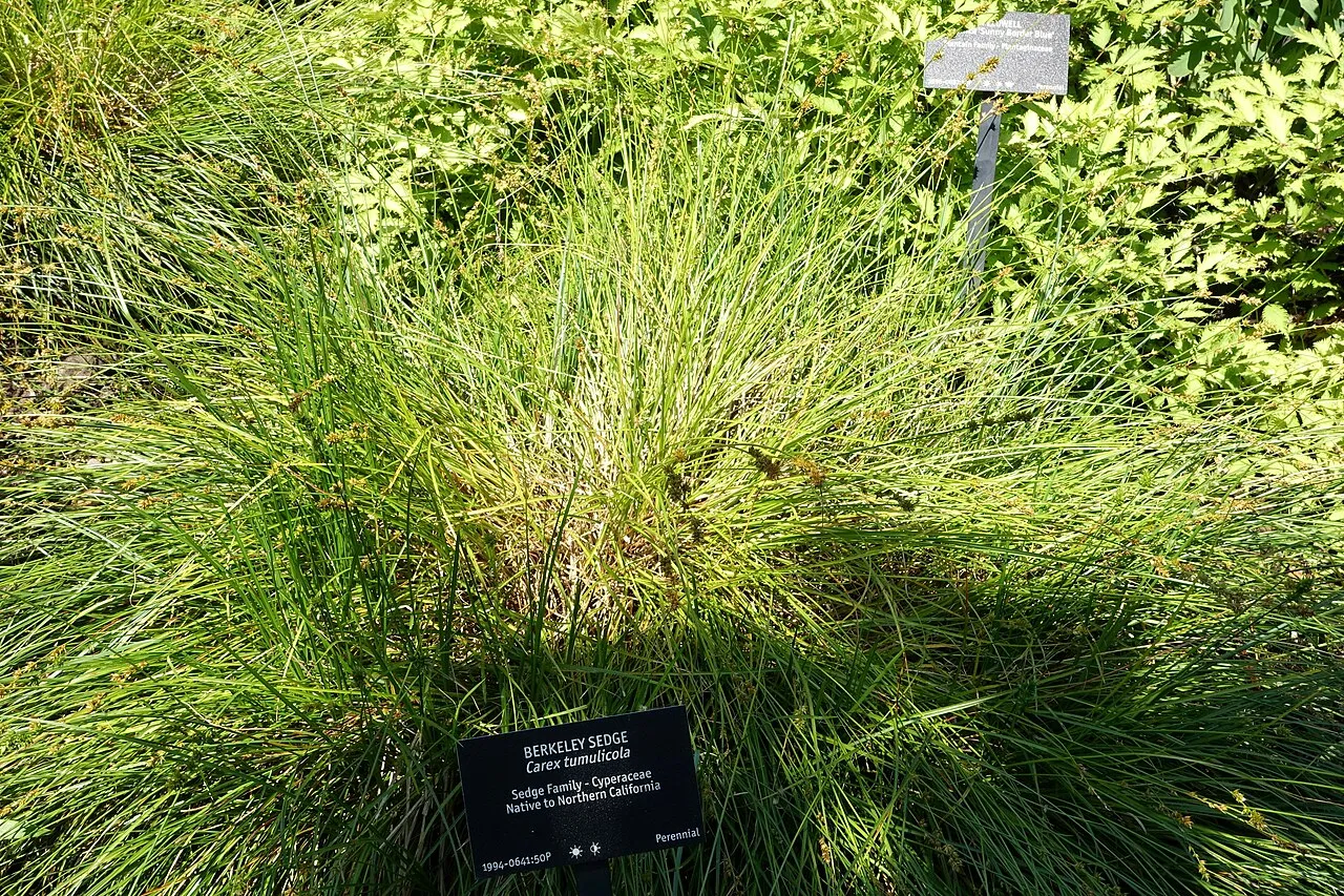 Splitawn Sedge — photo by Daderot