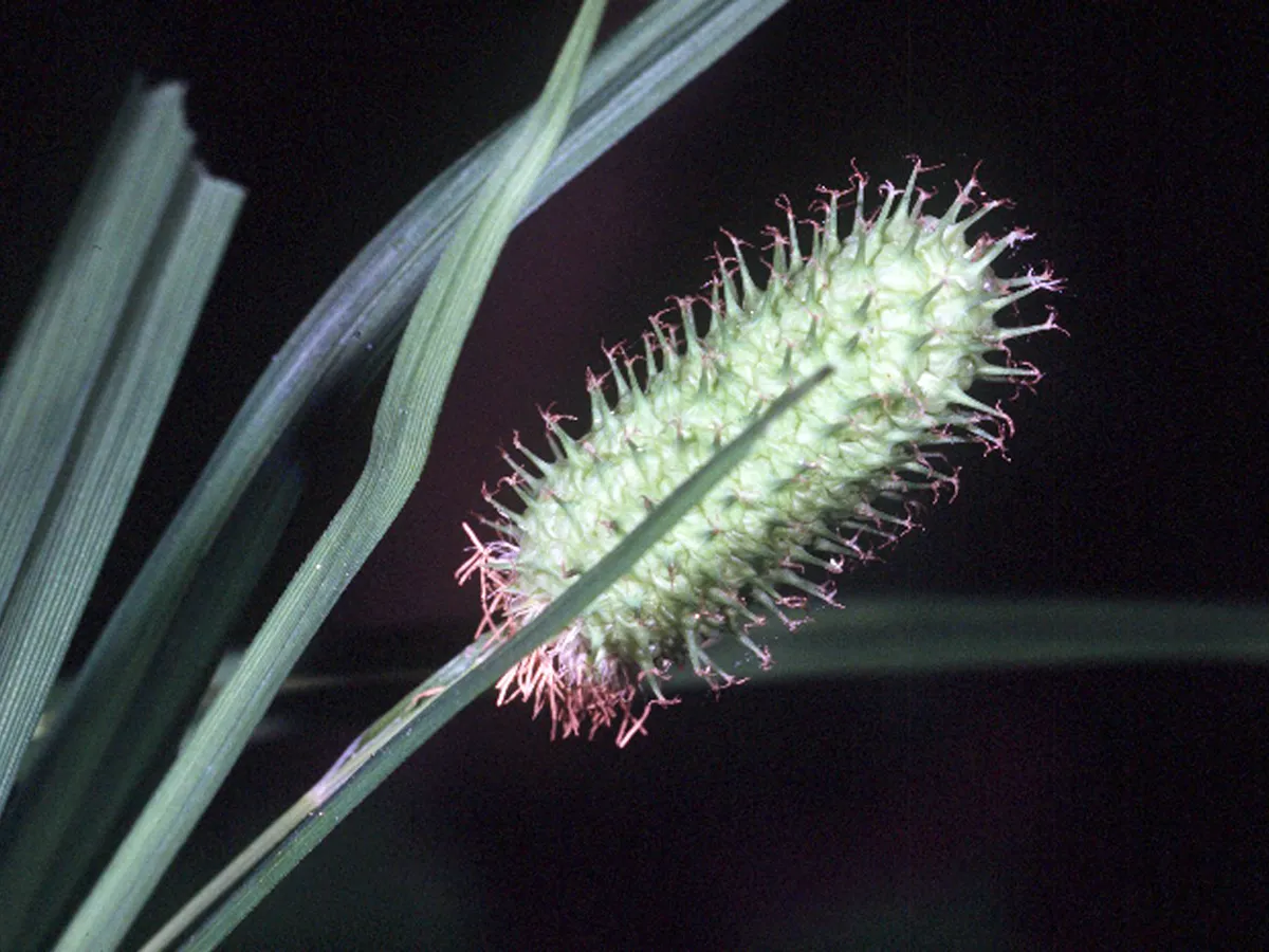 Cattail Sedge — photo by Robert H. Mohlenbrock. USDA SCS. 1989. Midwest wetland flora: Field office il…