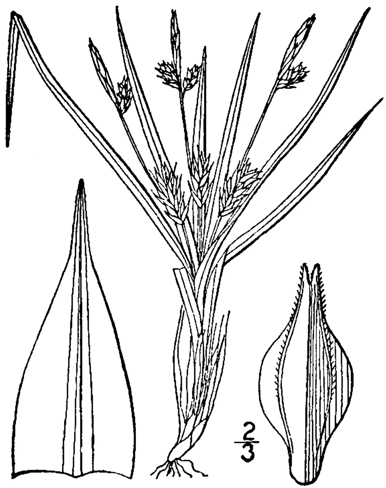 Parasol Sedge — photo by Britton, N.L., and A. Brown. 1913. An illustrated flora of the northern Unite…