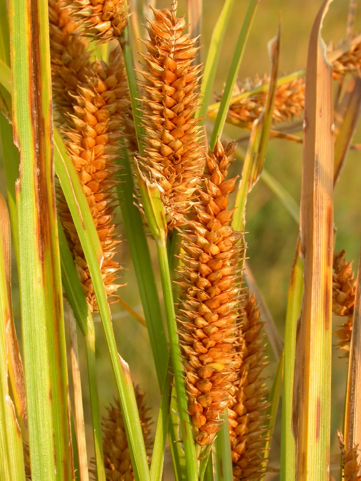 Northwest Territory Sedge