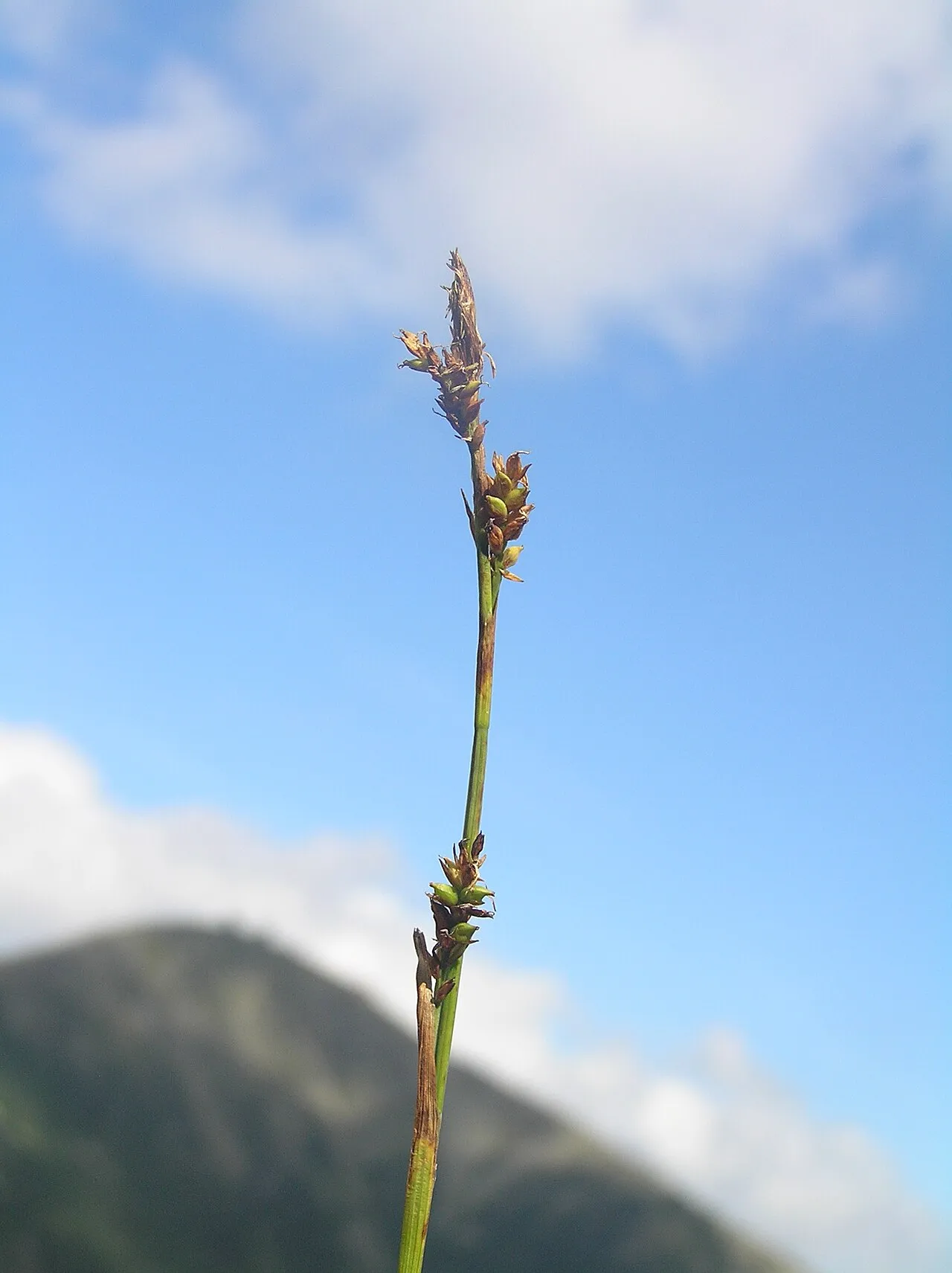 Sheathed Sedge — photo by Petr Filippov