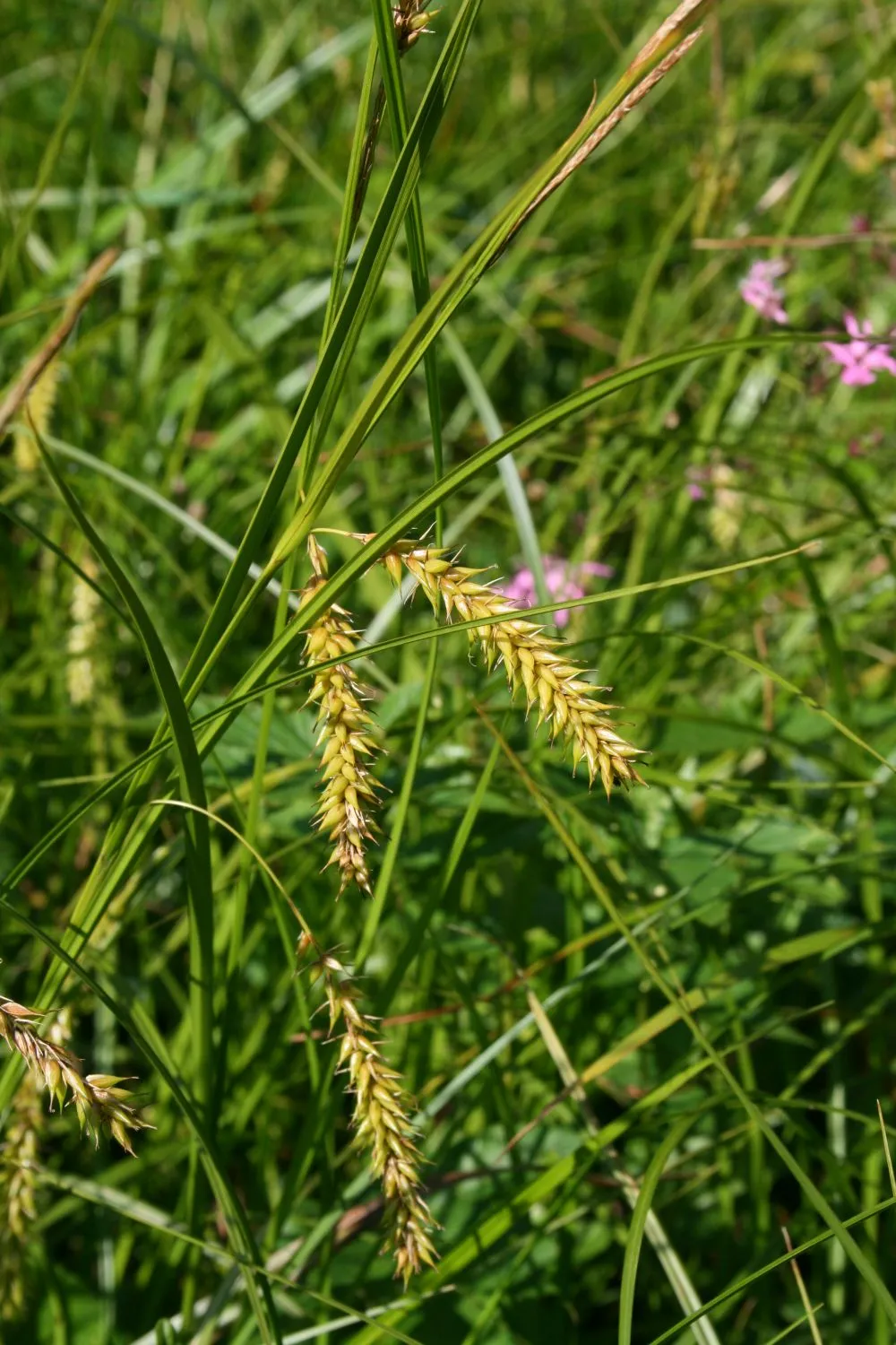 Blister Sedge — photo by Franz Xaver