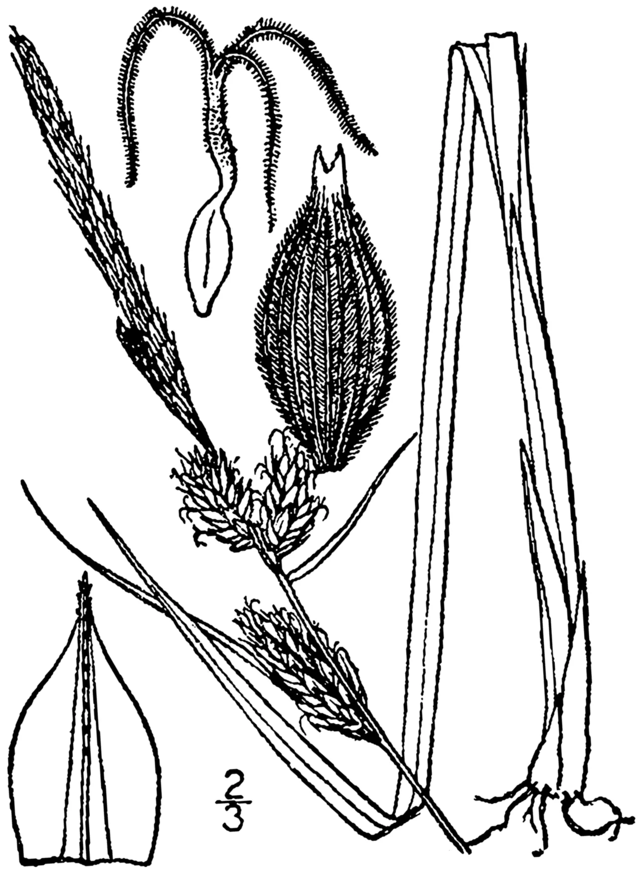Velvet Sedge — photo by Britton, N.L., and A. Brown. 1913. An illustrated flora of the northern Unite…