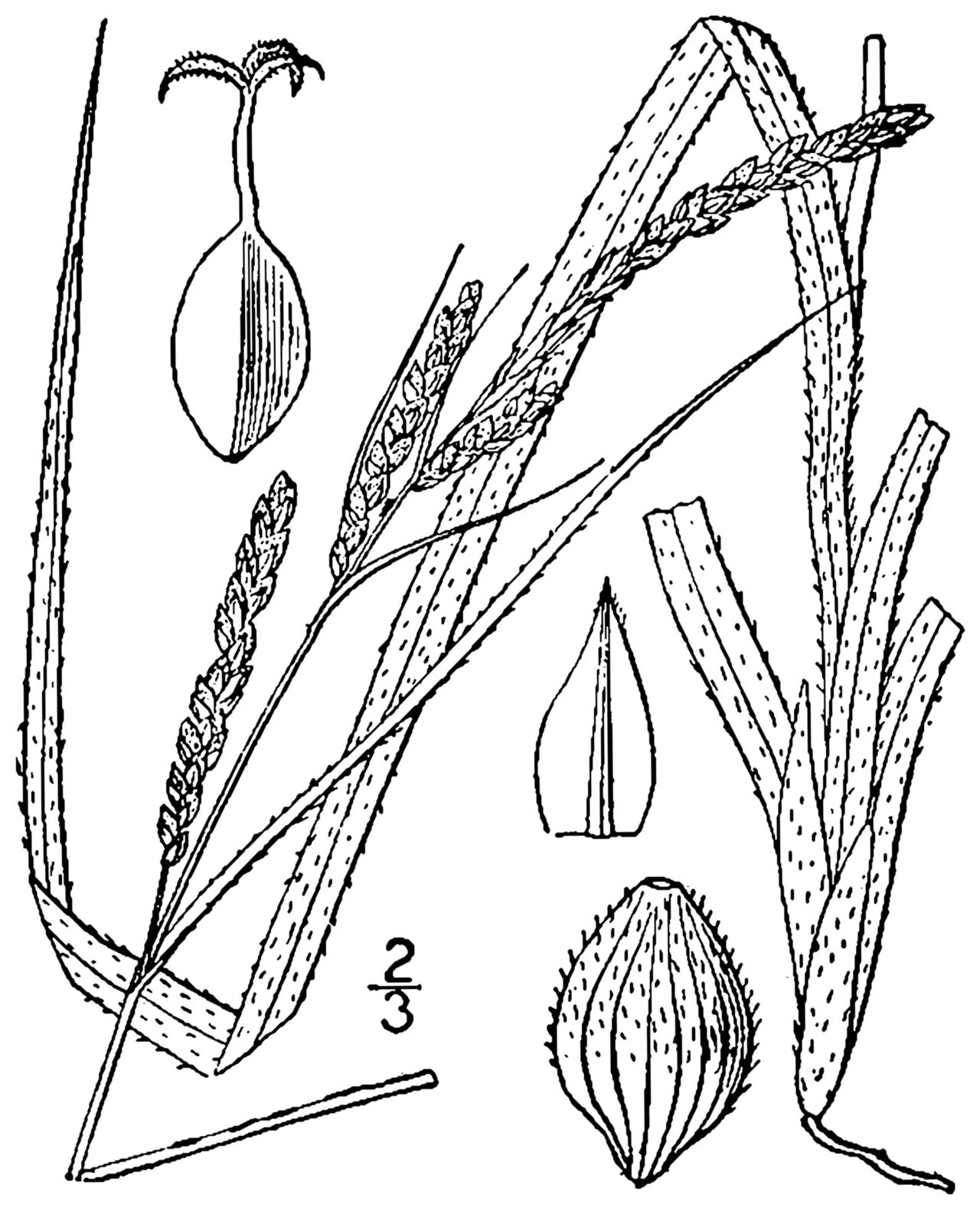 Ribbed Sedge — photo by Britton, N.L., and A. Brown. 1913. An illustrated flora of the northern Unite…