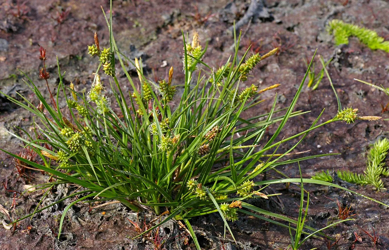 Little Green Sedge