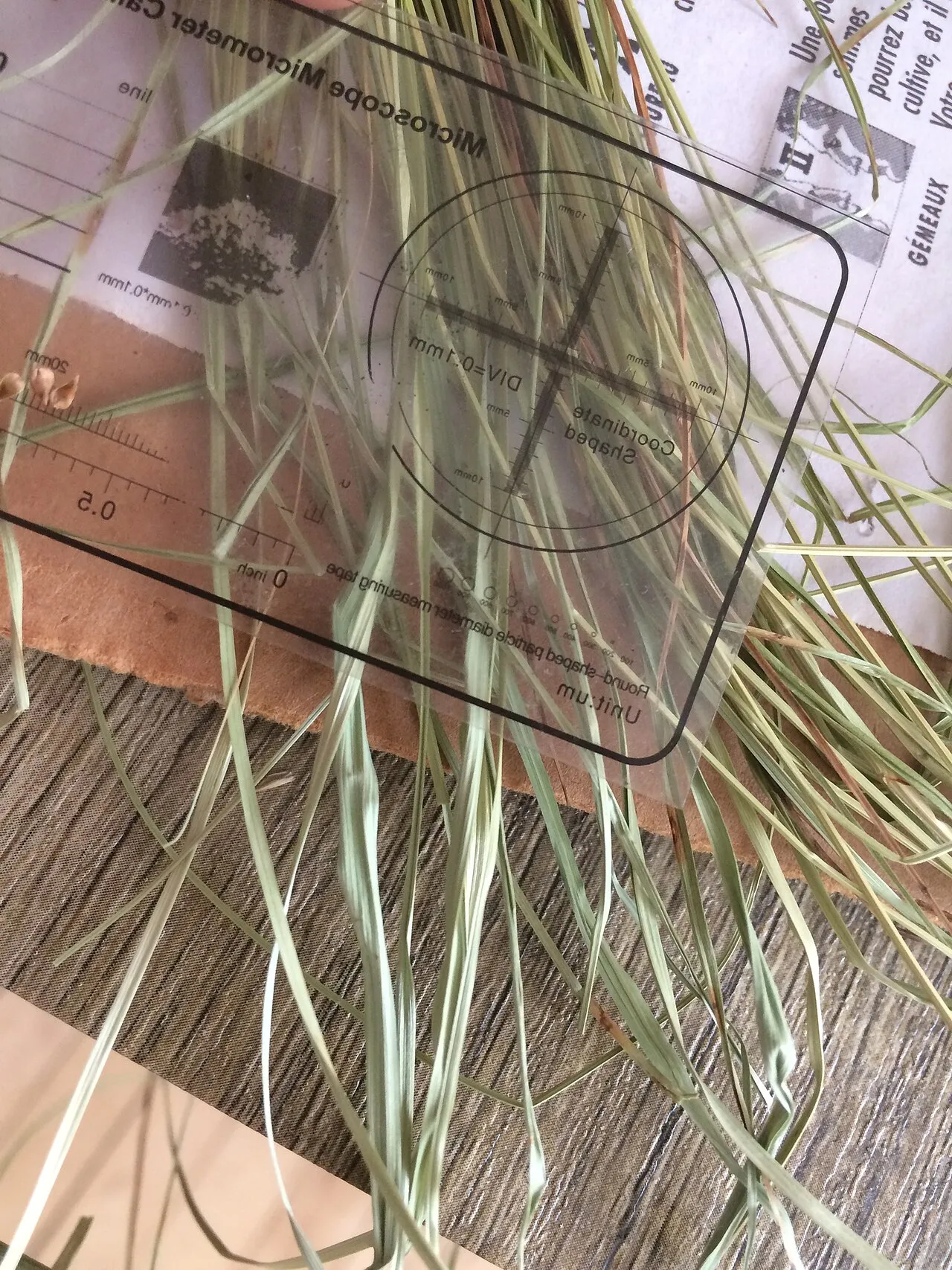 Wiegand's Sedge — photo by Étienne Lacroix-Carignan (elacroix-carignan)