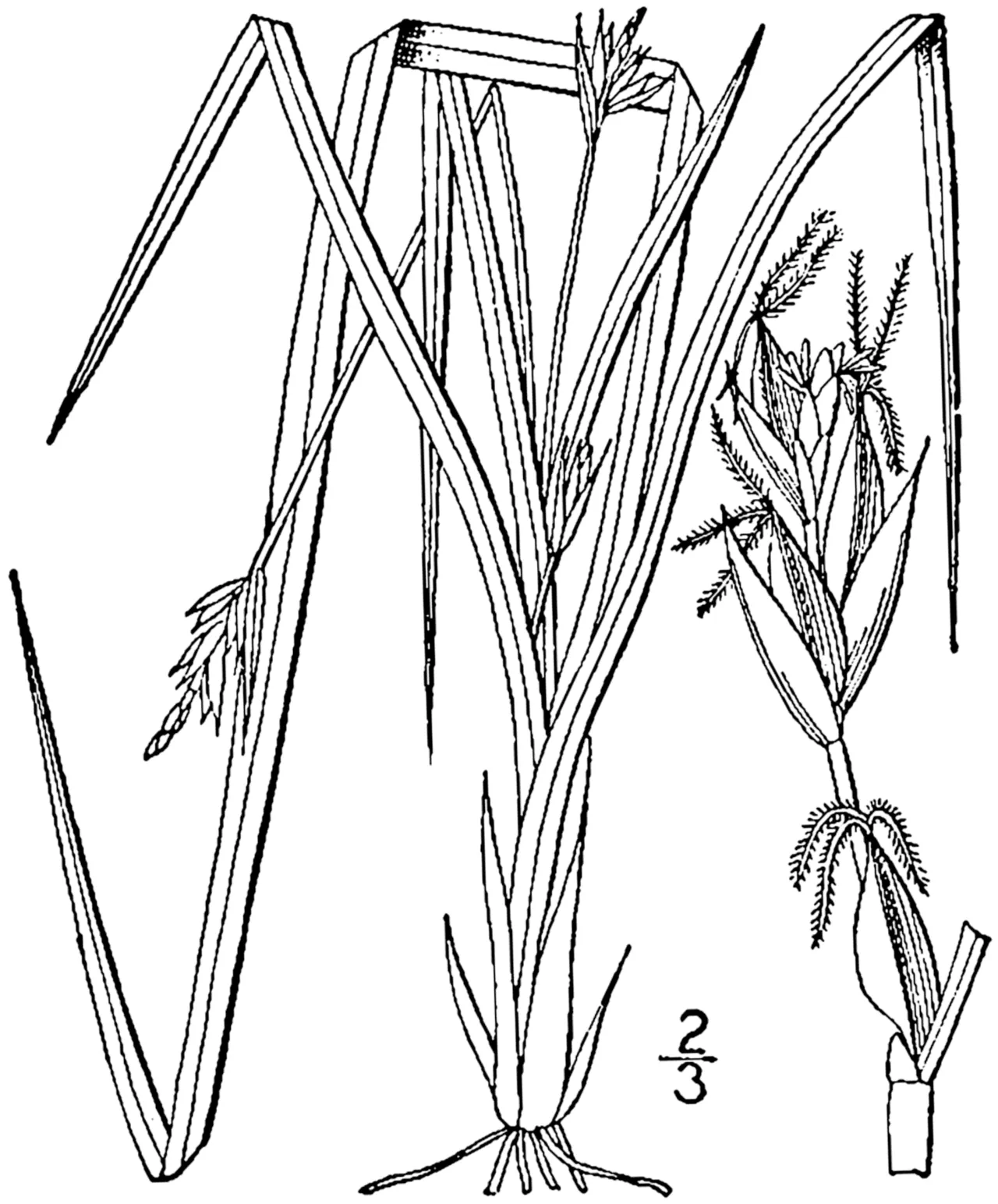 Willdenow's Sedge — photo by Britton, N.L., and A. Brown. 1913. An illustrated flora of the northern Unite…