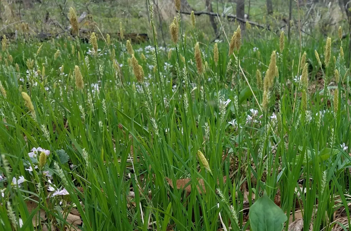 Pretty Sedge — photo by cassi saari