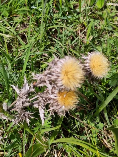 Carline Thistle — photo by roberthagen