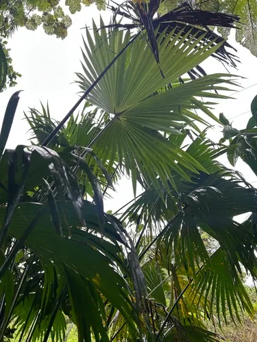 Panama Hat Plant — photo by Scott Wieman