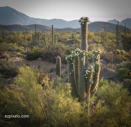 Saguaro — photo by Marianne Skov Jensen