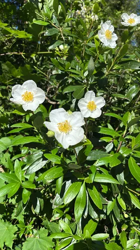 Tree Anemone — photo by cammycam5