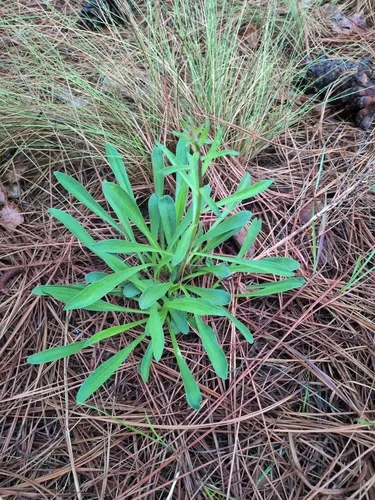 Sandywoods Chaffhead
