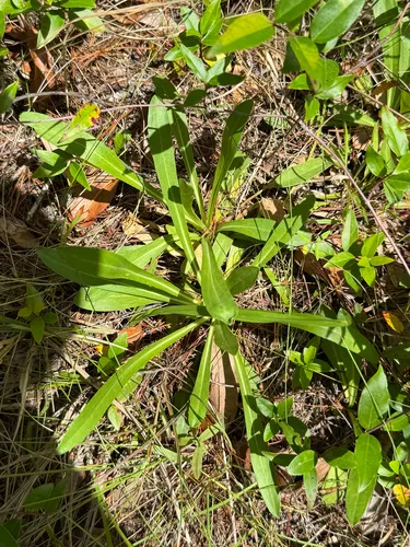 Coastal Plain Chaffhead