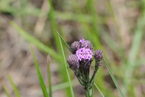 Bristleleaf Chaffhead