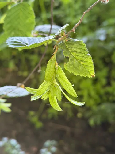 European Hornbeam