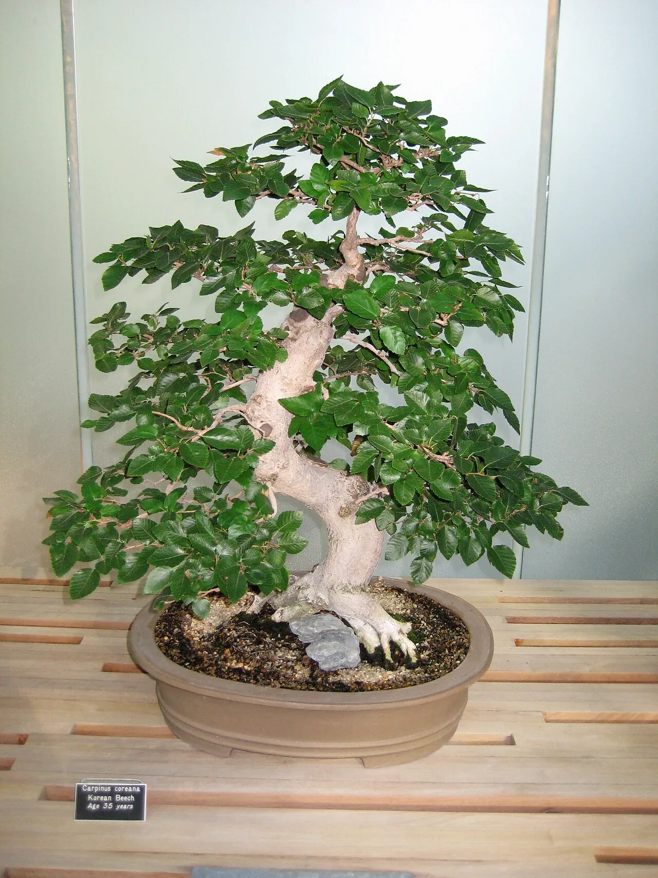 Korean Hornbeam