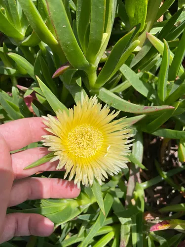 Hottentot Fig — photo by Chase Mathey