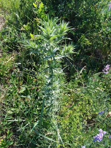 Woolly Distaff Thistle