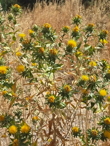 Safflower — photo by mishkamidba