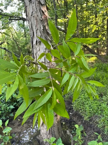 Water Hickory — photo by Matt Tomlinson