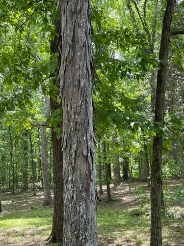 Southern Shagbark Hickory — photo by Marv Elliott