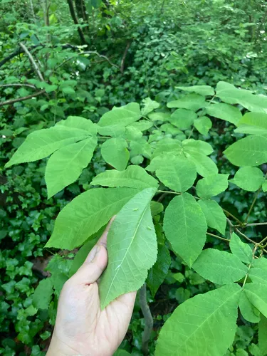 Bitternut Hickory