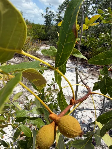 Scrub Hickory