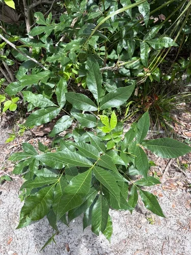 Pignut Hickory — photo by sonyaguidry